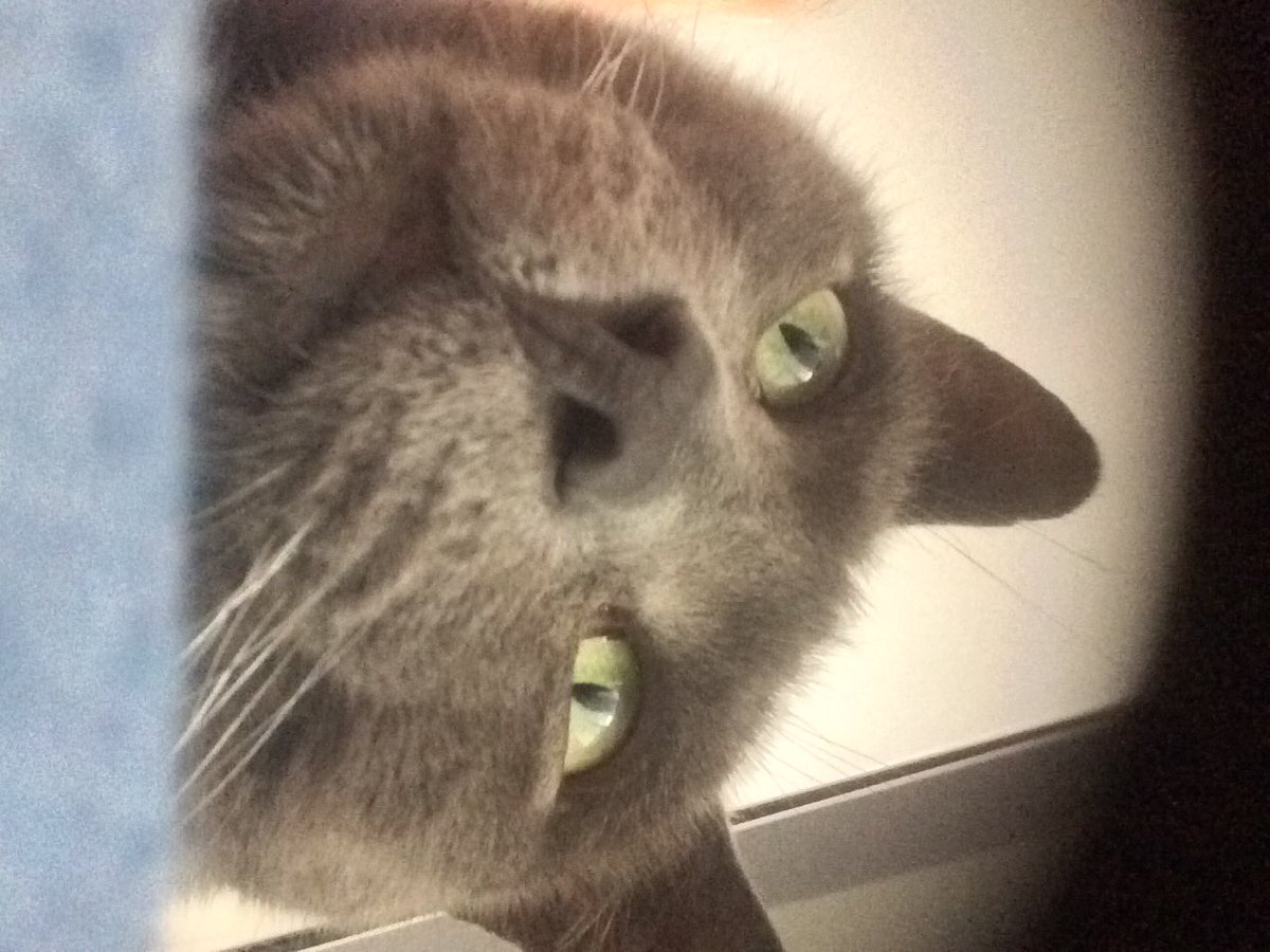 ContemporaryCo's tweet photo. This week company cat has been thoroughly enjoying researching the great white shark rumours in Portsmouth from last summer as discussed by #portseasound amazing participants - any more fish-based musical research - send his way! #haylingshark #dinnythedolphin https://t.co/GUs8vTTRif