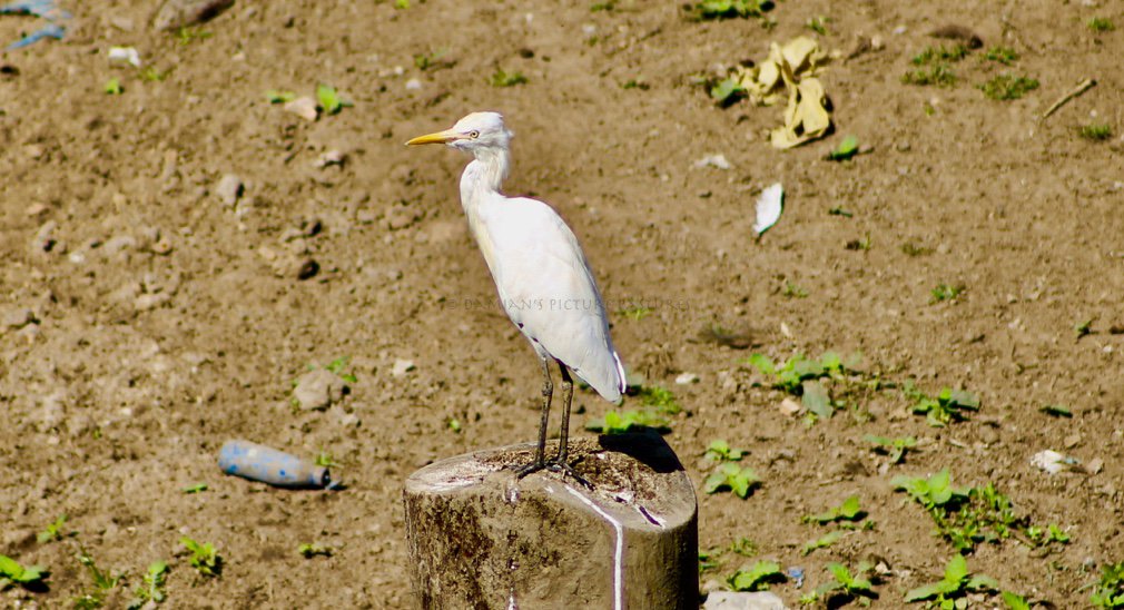 picturepastures's tweet photo. An egret is any of several herons, most of which are white or buff, and several of which develop fine plumes (usually milky white) during the breeding season.

#birds #wildlife #birdsofgoa #birdsofindia #ilovephotography https://t.co/y78QGFPzPX