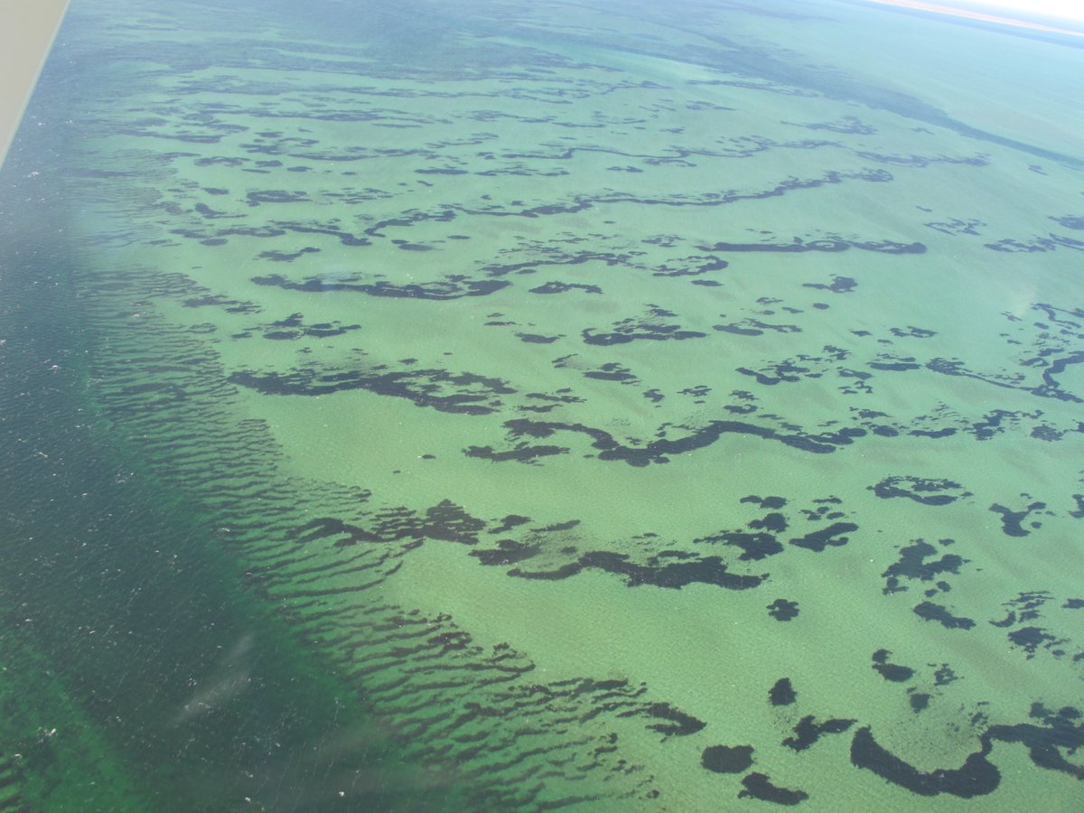 @SeagrassLiz @georgesteinmetz @_MBreed @marinecologist @uwaoceans @environmentinst Can't really see your tiger stripes - so here is what it really looks like at 1,000 m the day before #SharkBay #Amphibolis #SeagrassResearch