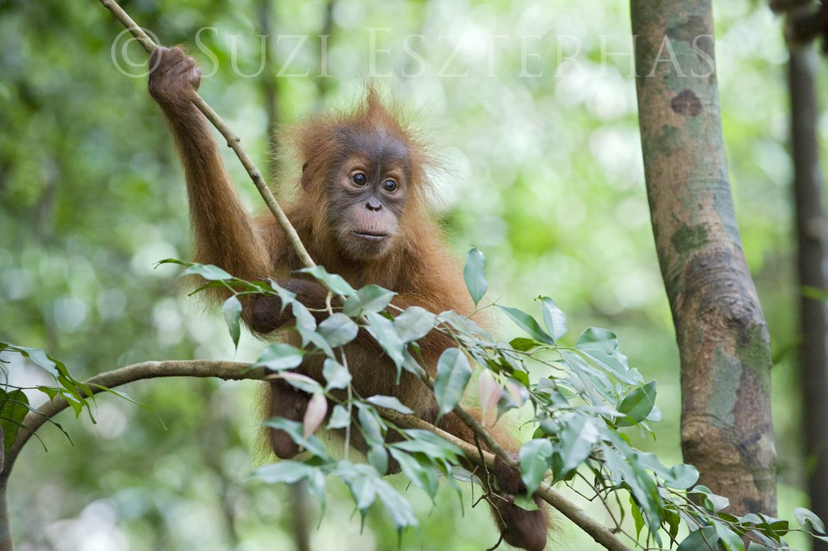 OrangutansSOS's tweet photo. Would you like to join our team to help save Sumatra's orangutans? There are just 6 days left to apply for our Fundraising &amp; Communications Officer job https://t.co/CMQScr9Lzg…/the-team/join-the-team/ #conservation #fundraising #jobs #fundraisingjobs #abingdonjobs #oxonjobs https://t.co/LXJ22u5KTw