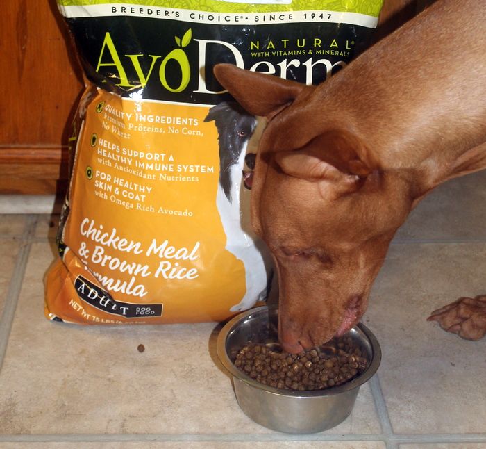 DogVills's tweet photo. 5 Reasons Why @avodermnatural
Dog Food is the Food for Us!
#AvoDerm #HealthySkin #HealthyCoat #Allergies #ad https://t.co/JcyyyBjcJR https://t.co/J8OWPN887o