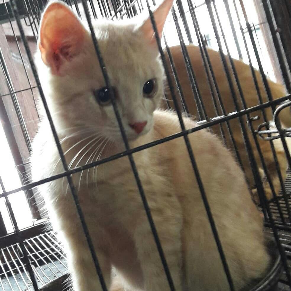 choz_J's tweet photo. หาบ้านให้น้องแมวลูกครึ่งเปอร์เซีย สีส้ม อายุ 3 เดือน จำนวน 3 ตัว
ส่วนตัวเล็กสุดเป็นแมวไทย
สีส้มอายุ 2 เดือน คนพึ่งเอามาปล่อย https://t.co/X73Qv1sML4