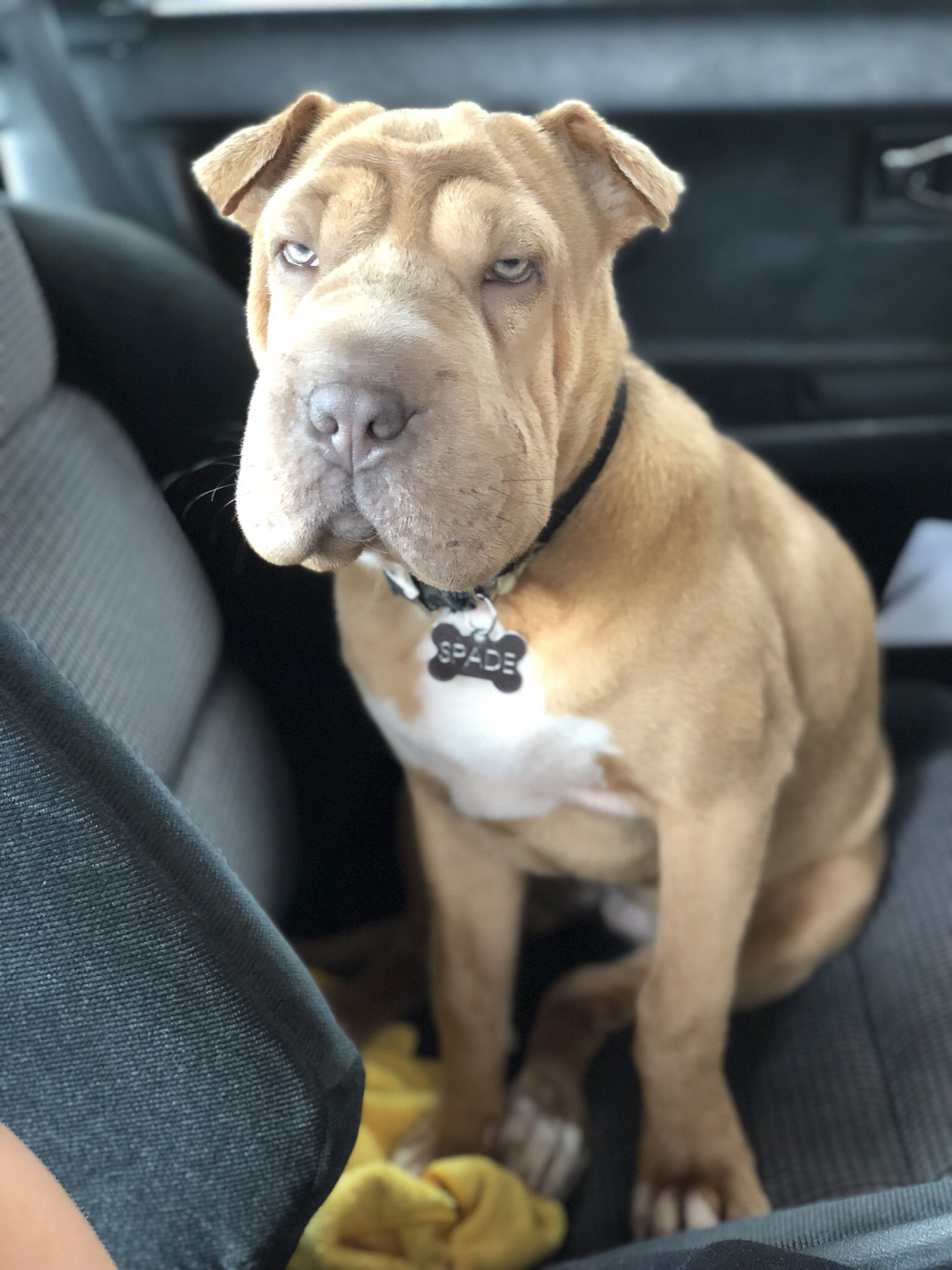 Shar pei best sale mixed with pit