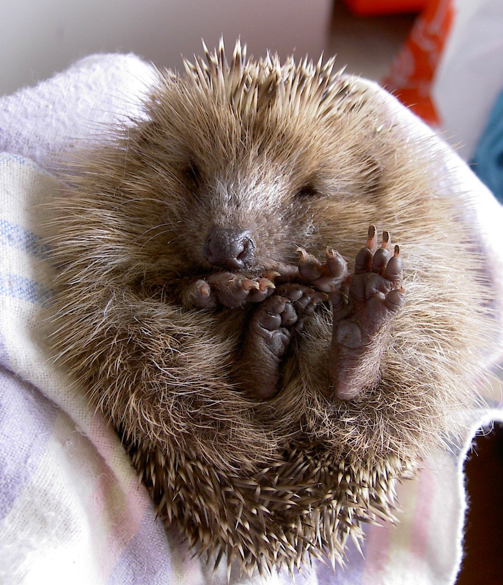 hedgehogsociety's tweet photo. Love hedgehogs?  Please sign petition to get DEFRA approval of this trap withdrawn, approaching 30k but need more! https://t.co/A2Kf4RVBzF https://t.co/5tMKUZZ8pb