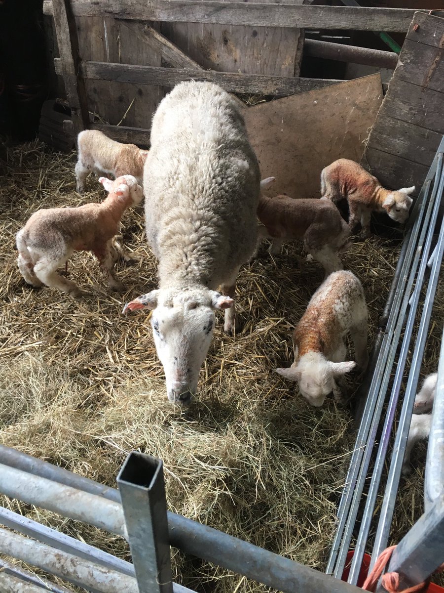 RoydenBates's tweet photo. Never had so many triplets before and now this!! Must be the bolus they all received pre tupping. https://t.co/BparsjXr4q