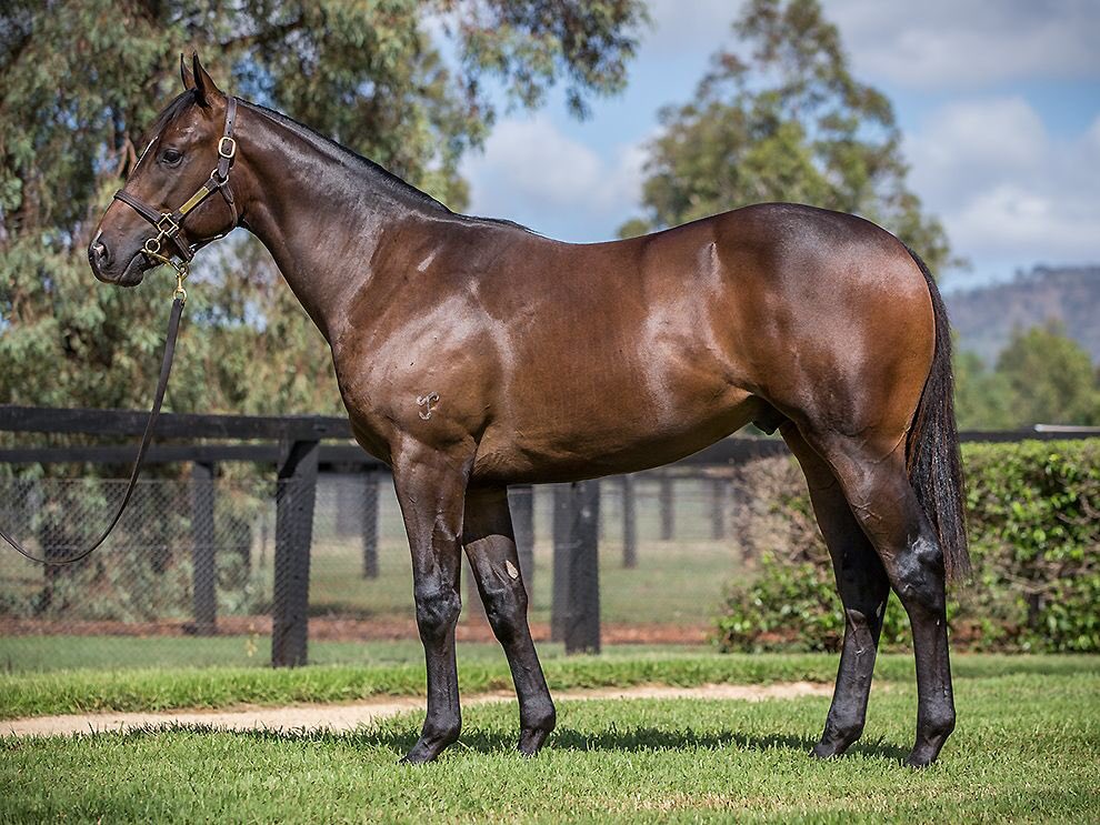 livethedreamnow's tweet photo. Wowee!!! The best value I Am Invincible colt of the @inglis_sales Easter Sale Lot 227 out of a G2 winning sprinting mare!! This colt will run fast!! Raced in partnership with @FreedmanRacing &amp; @yarramanpark #excited #livingthedream #iamfast https://t.co/Y52PineAn6