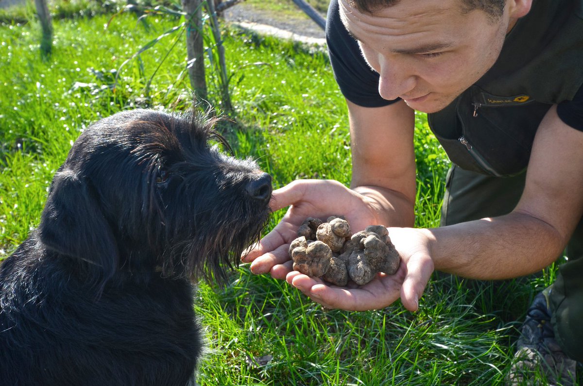 agoracomhr's tweet photo. You can't hunt life you don't hunt truffles - says Ivan Karlić from @karlictartufi and we say - read the whole interview on https://t.co/b5aJSeaKWG to find out if you agree!
#karlictartufi #ResponsibleTourism #Croatia #Experience https://t.co/C0FweCGrmH