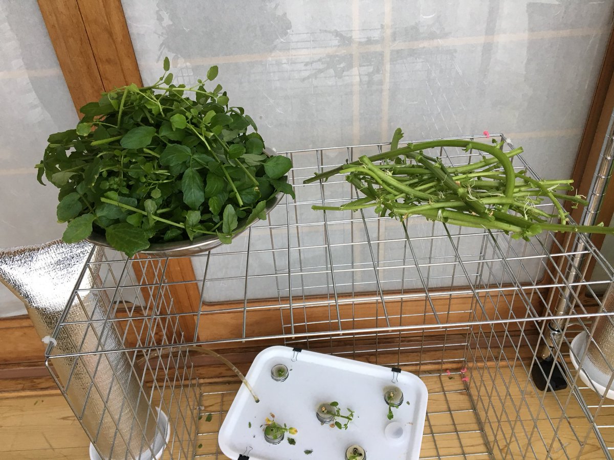 水耕栽培 栽培槽で育てていたクレソンは 結局全て撤収することにしました 収穫した大量のクレソンは 手作りドレッシングでサラダにしました ドレッシングのレシピ 塩胡椒 おろしにんにく レモン汁 お酢でもいい 胡麻油をお好みで混ぜ合わせ