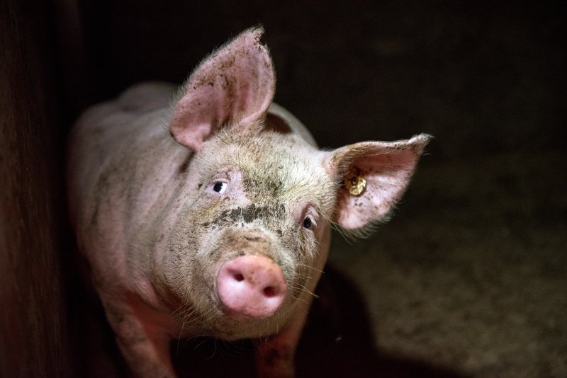Greenpeace_ITA's tweet photo. L’industria della carne divora il Pianeta ed è finanziata anche con i fondi pubblici. Il prezzo lo paga il Pianeta. E cioè tutti noi, gli animali, le foreste, il clima #LessIsBetter #IlPianetaNelPiatto >>  https://t.co/SUNHECNmqr https://t.co/oVnVNsYo6z