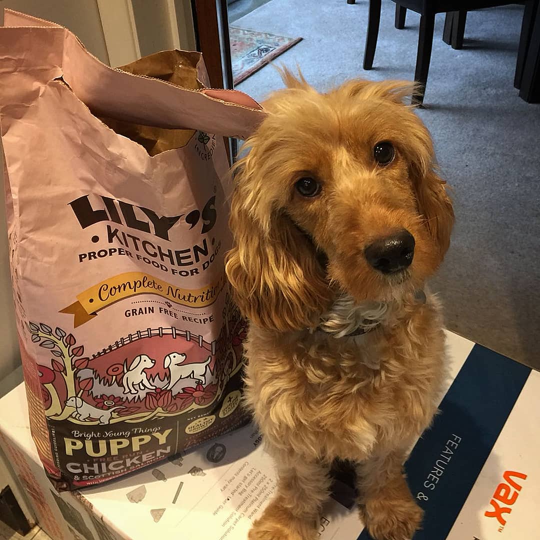 ZenaFoley's tweet photo. @lilyskitchen #petofthemonth #nationalpetmonth #itsnotloopy #nofilter #competition 🐶 my beautiful Amber not only deserves pet of the month but mum of the year after having 8 beautiful puppies!! All are happy and healthy with the help of @lilyskitchen proper puppy food https://t.co/BxjM9A6CBV