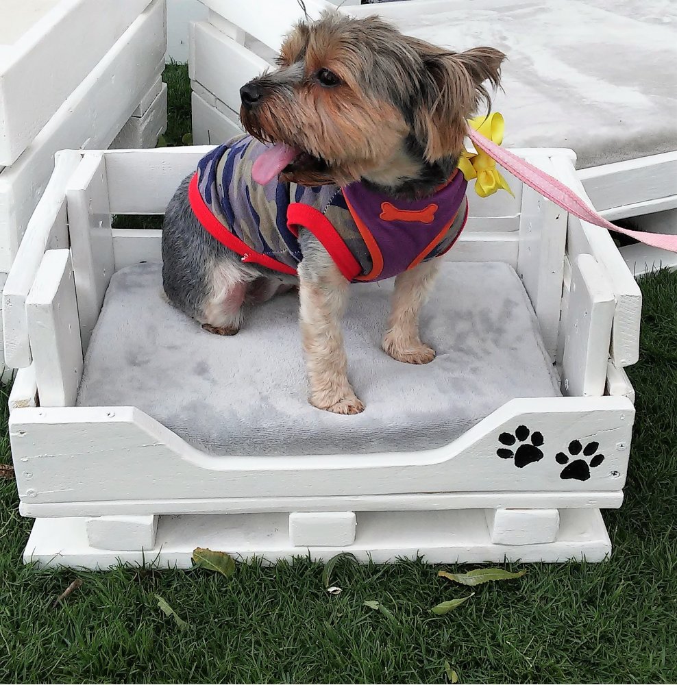 Croutique's tweet photo. Spoil your pet with custom hand made bed pallets 🐶🐶🐶.
>> https://t.co/kmuizy6zFk https://t.co/Mf0U9qYIg4