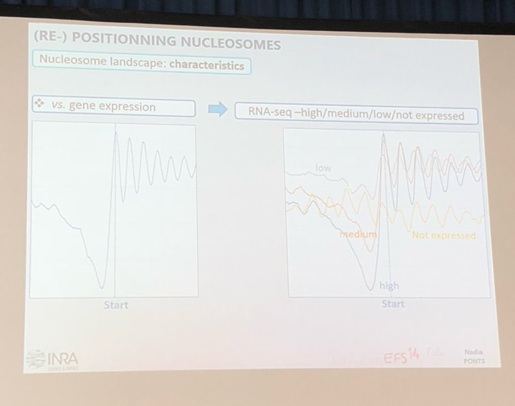 Melvin_Bolton's tweet photo. Nadia Ponts: F. graminearum has ~200,000 well arrayed (every 175 bp) nucleosomes that move very little during development. Size of nucleosome free region just 5’ of ATG correlates with gene expression. #EFS14 https://t.co/0G0Htep2py