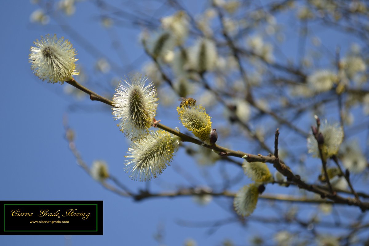 Het Wilgen seizoen is alweer tot een eind in Slowakije. Maarja het is alweer een paar dagen +20.
Nog de laatste stukjes pollen pakken en dan door naar de volgende bloei
<a href="/biojournaal/">Biojournaal</a>
<a href="/pimlemmers/">Pim Lemmers</a>
<a href="/ImkertweetsAuke/">Imkertweets</a>