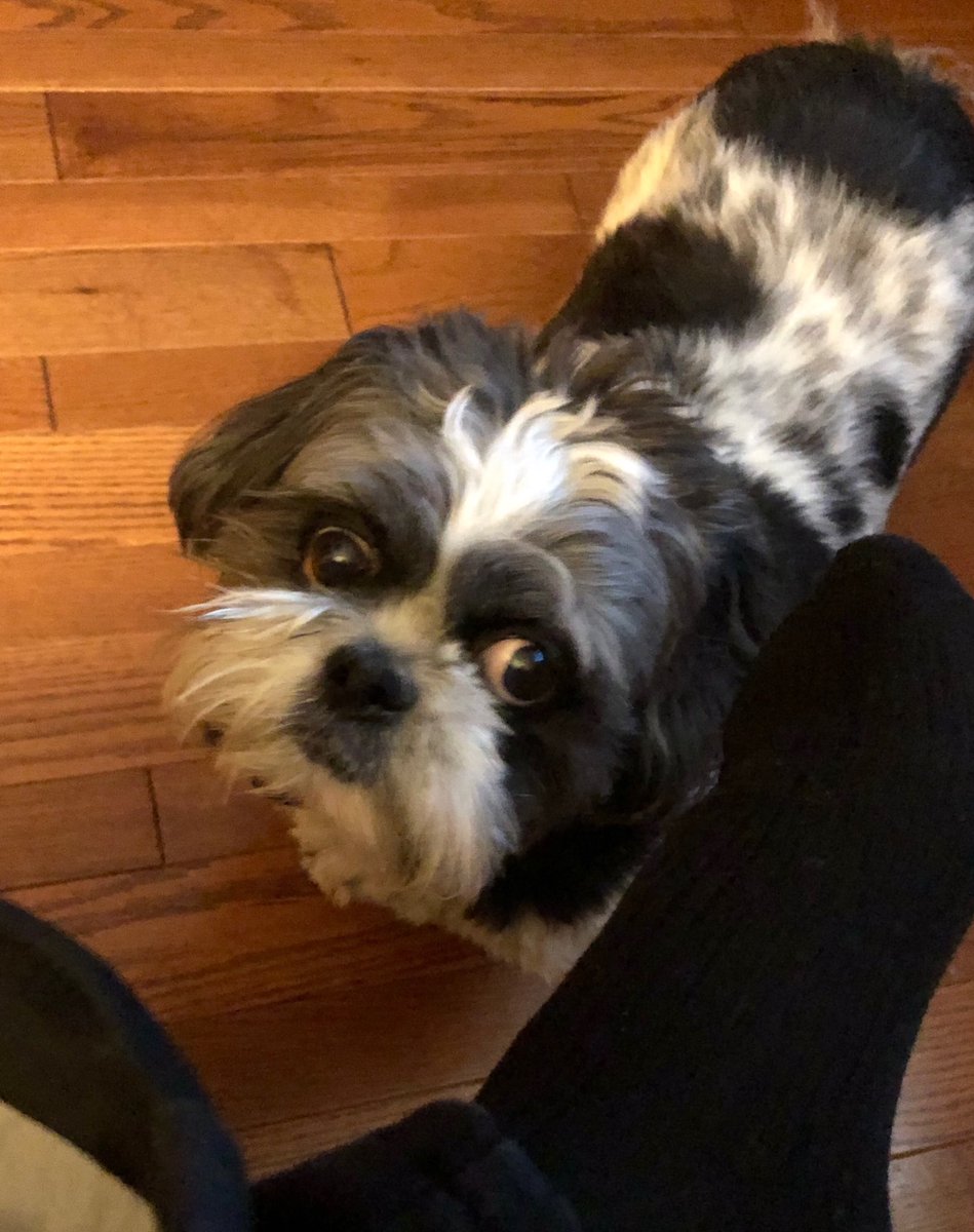 Sandy_Mackey's tweet photo. This guy is always under my feet. Literally, under my feet. 💕 #DevilsTrifecta https://t.co/cEo8DxhysF