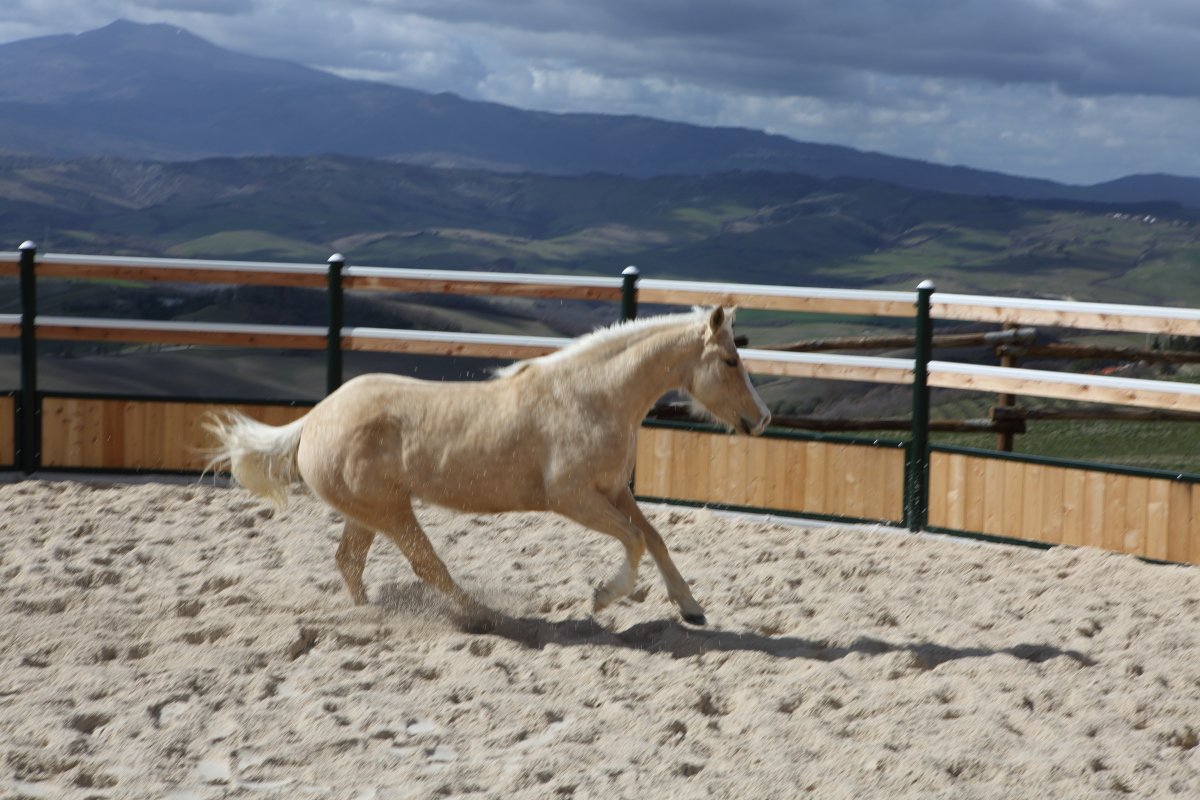 ... #love!!! 
tuscanyequestrian.com
#Tuscany #Siena #Italy
