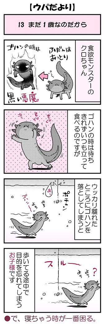 ウパだより13 気まぐれ不定期公開のウーパールーパー4コマ まだまだ子供ですよ クスミ 楠見らんま 百合とかウーパールーパーとか の漫画