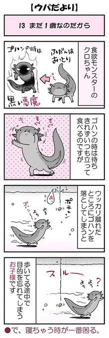 【ウパだより13】気まぐれ不定期公開のウーパールーパー4コマ。まだまだ子供ですよ～。■単行本あります(https://t.co/zudosL9eWu)■ #ウパだより #うぱ子だより #ウーパールーパー 