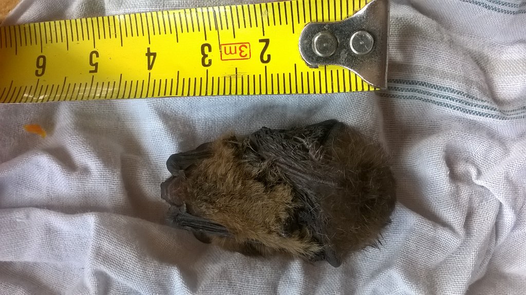 Quirin Smeele tweet media