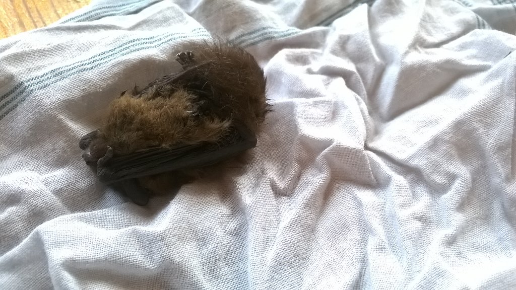 Quirin Smeele tweet media