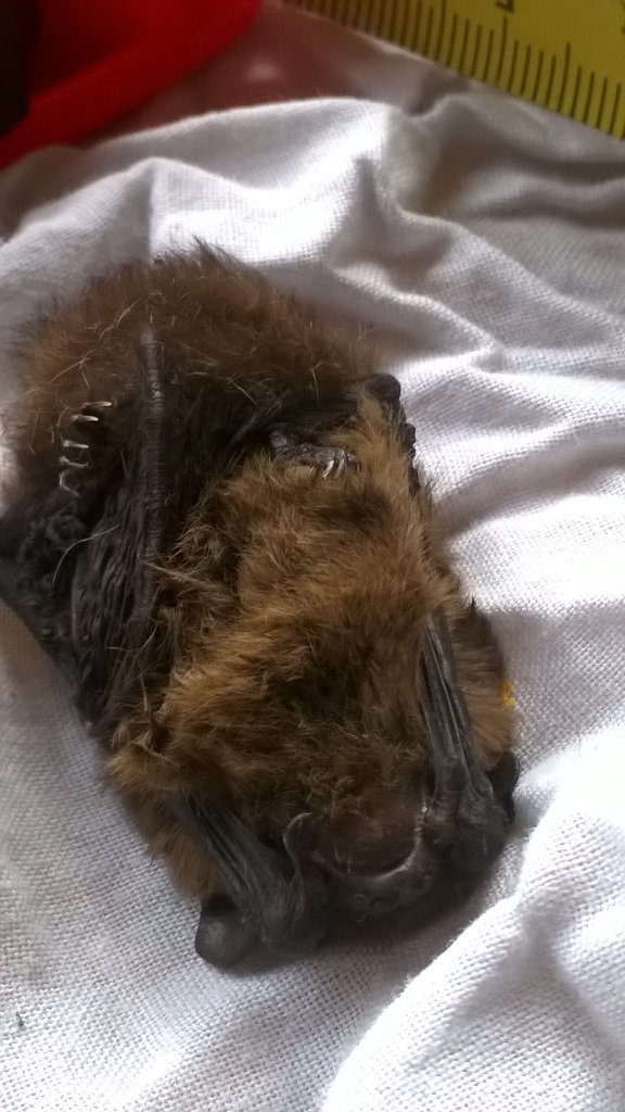 Quirin Smeele tweet media