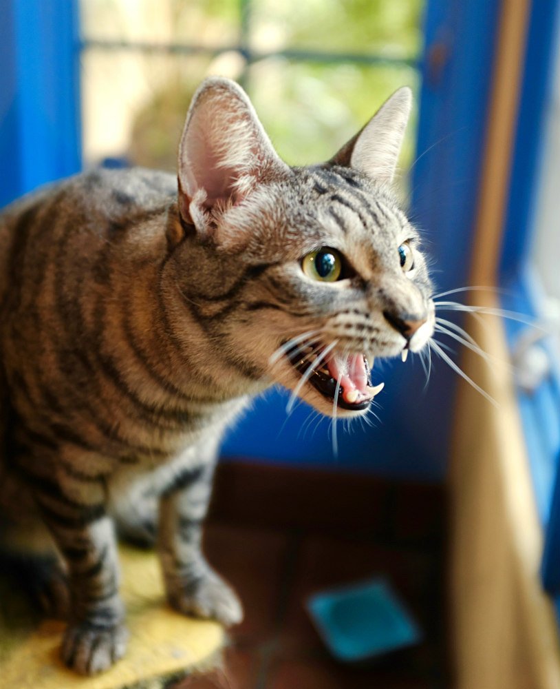 ZenByCat's tweet photo. Cats that surround our lives
https://t.co/sKk09JBH33
Please shop at our always growing Cat Stuff store and help end FIP
https://t.co/37yiAmlVua
#AnimalCribs
#SmokeyFIPWarrior #FIPSurvivor #TheCatBall #FussieCat #FIPFighters #猫伝染性腹膜炎 #HouseOfNekko #ZenByCat #endFIP https://t.co/mPA7hkXynx