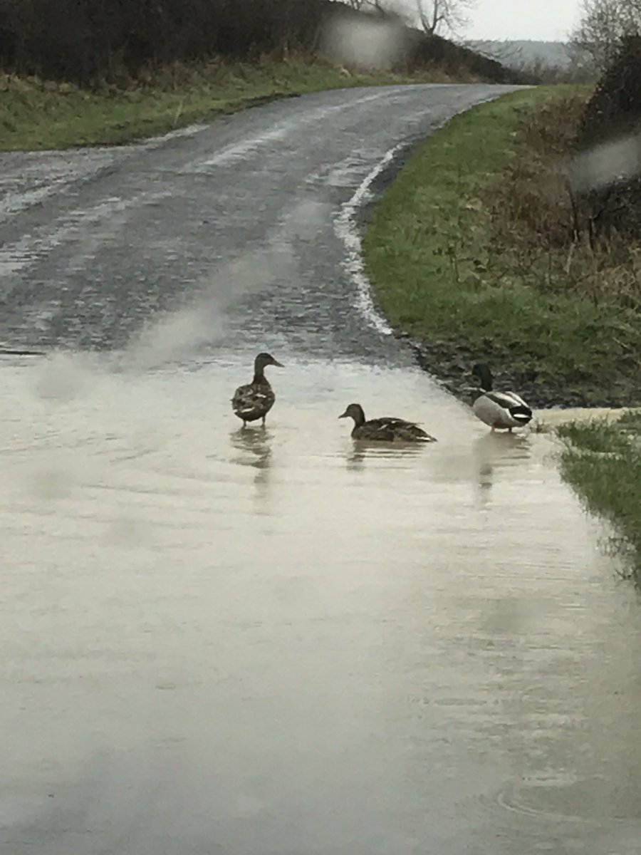 darrenrpcook's tweet photo. At least the ducks are having fun https://t.co/ta8S0g9o7B