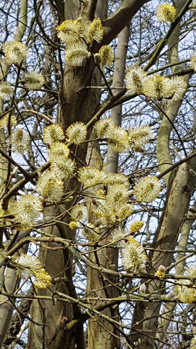 Clifton Backies tweet media