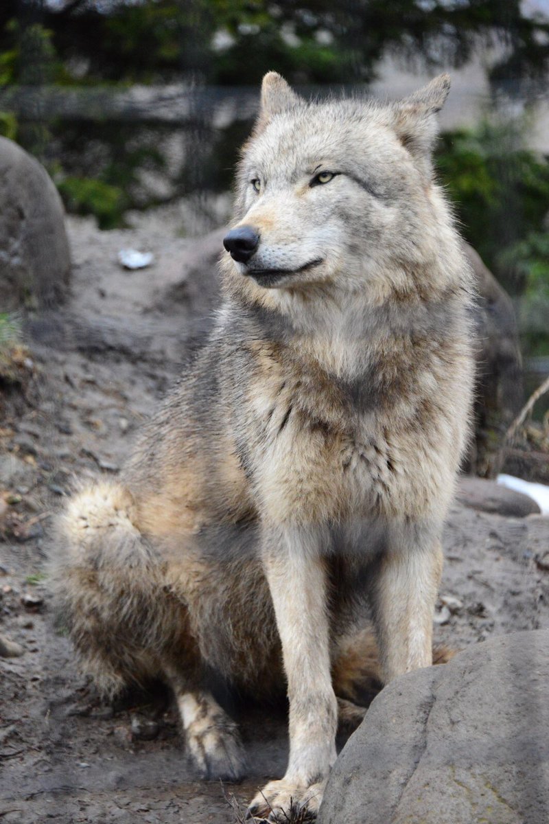 新世界の狼 見た目がカッコいい系女子のワッカ ケンに甘える姿も見られました 旭山動物園 シンリンオオカミ