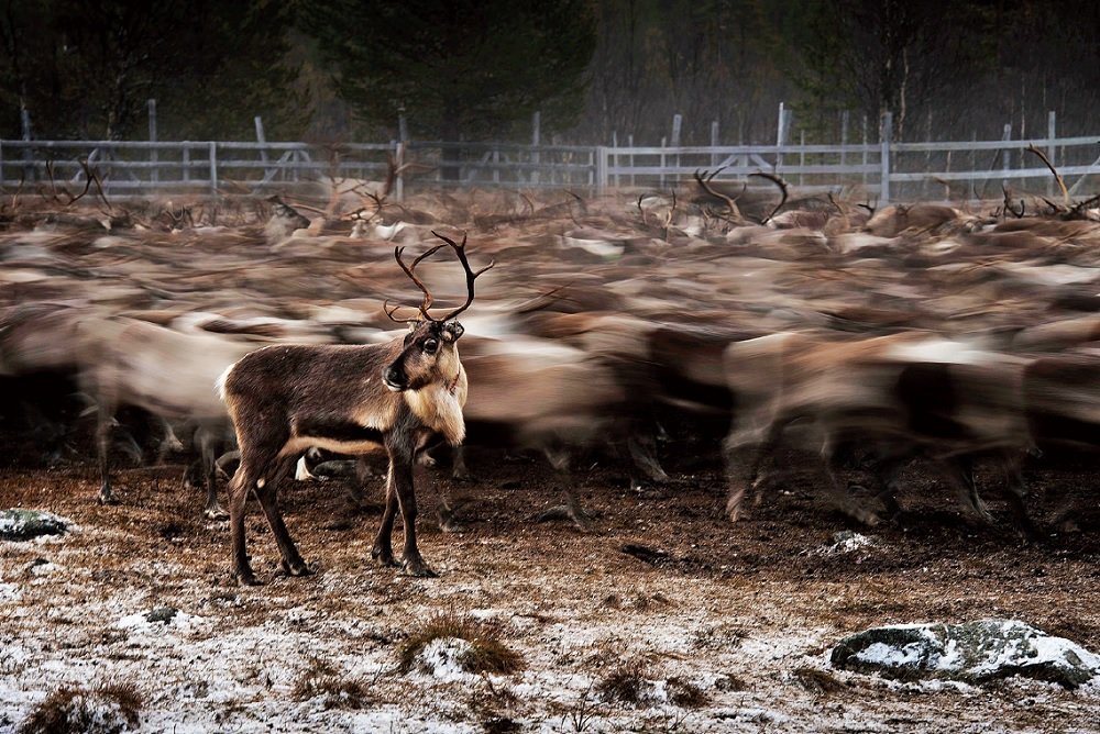 FotoVideo tweet media