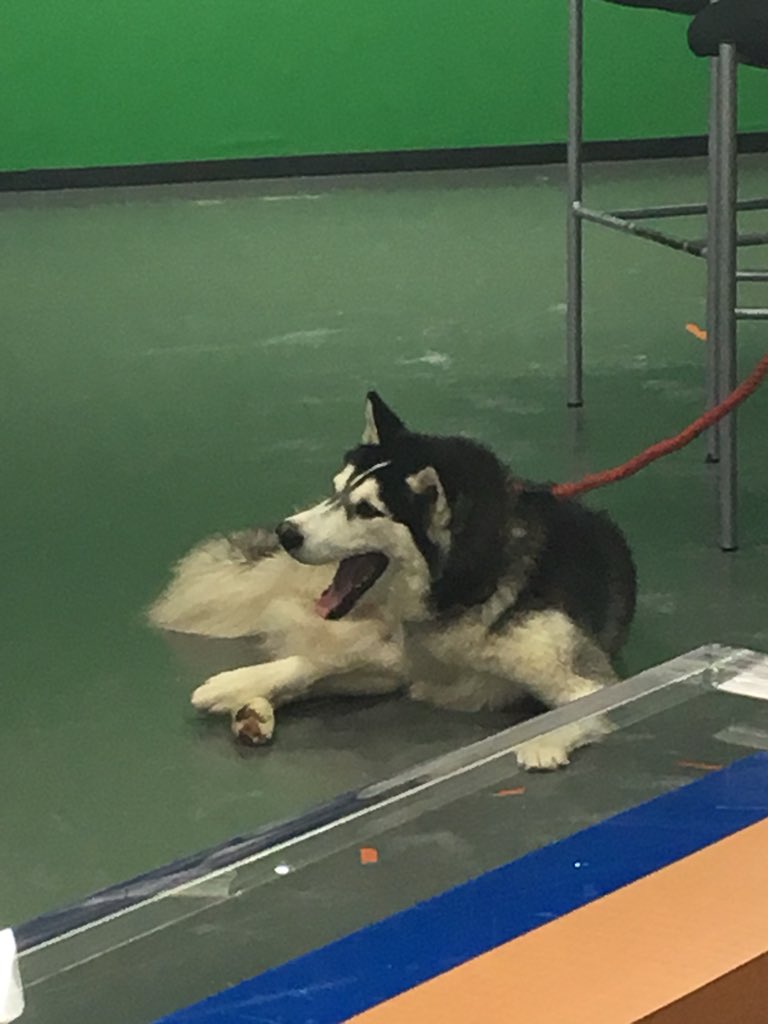 CarlyLaing1's tweet photo. Getting ready for his beauty shot. Meet Max next on #Local33Today #AdoptionTuesday #AdoptDontShop https://t.co/oIMrwqG4lT