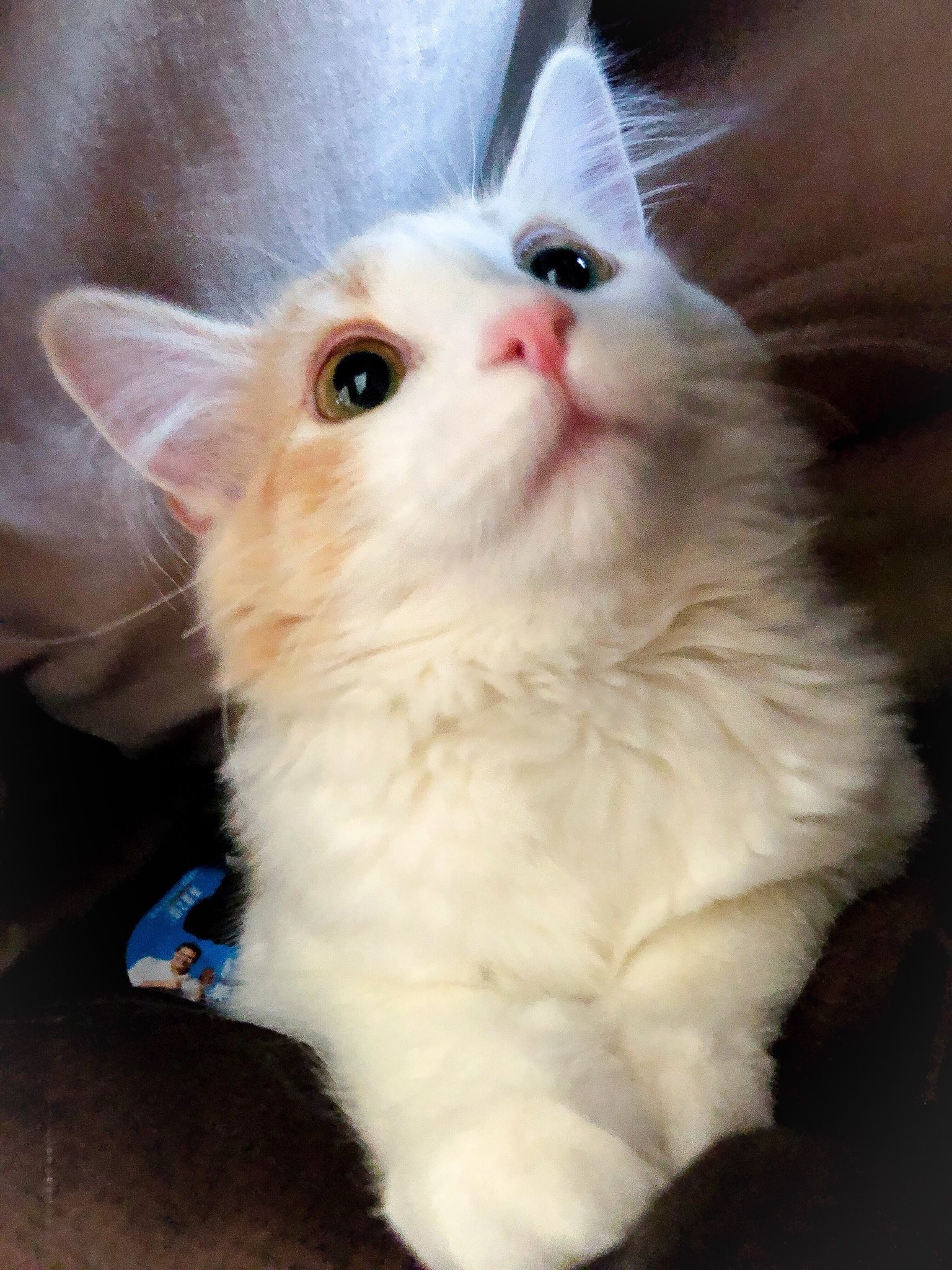 獣医さんにも小顔で目が大きいねと言われた猫界の石原さとみです 獣医さんにも小顔で目が大きいねと言われた猫界の石原さとみです