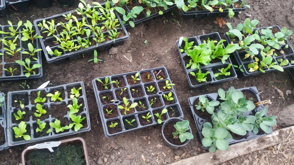 EdibleValley1's tweet photo. @RiversideLCR Happy School Children preparing to plant their new season #VegPlants#NeverMindTheRain https://t.co/zn5foqKLPF