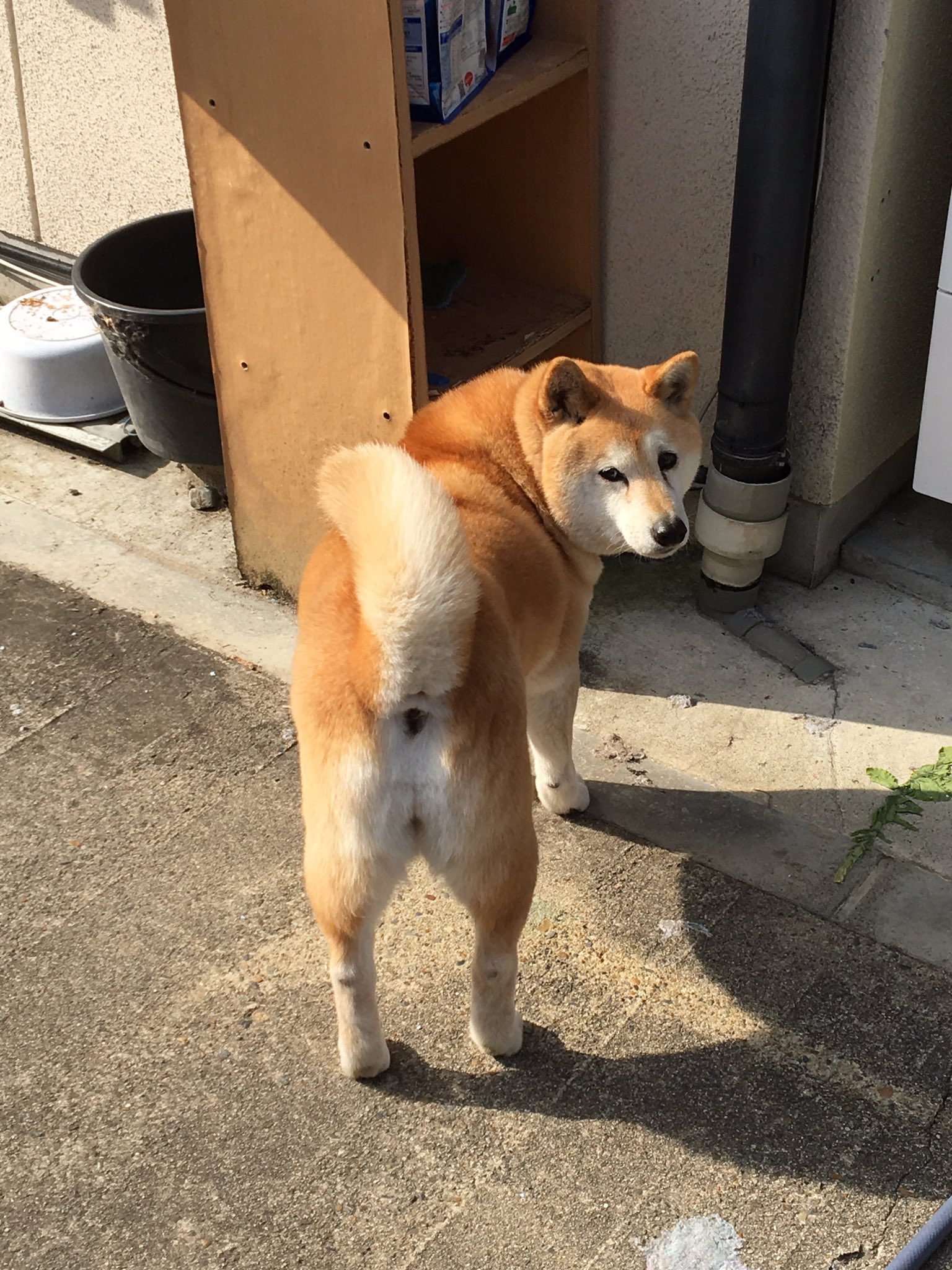 禁犬症状੯ U 𓃥 ゴールデンカムイちょっと気になってきたやん もはやこの駄犬は湯たんぽ代わりにしかならん もそうやっけ T Co R7ls09onwq Twitter