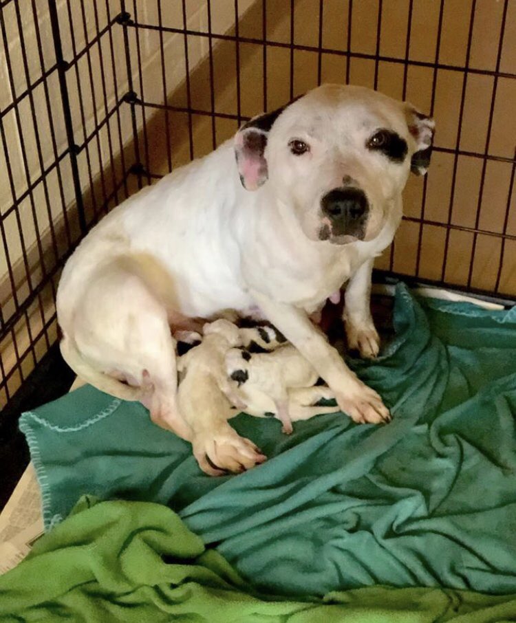 reddogsusie's tweet photo. #GA #ClaytonCo #Ellenwood
🆘🆘MOMMA &amp; PUPPIES KitKat 2yo &amp; her beautiful #puppies need immediate #Rescue #Foster #Pledges pls help this sweet family! 
https://t.co/jQzc05qi3J https://t.co/egYOq6Ri44