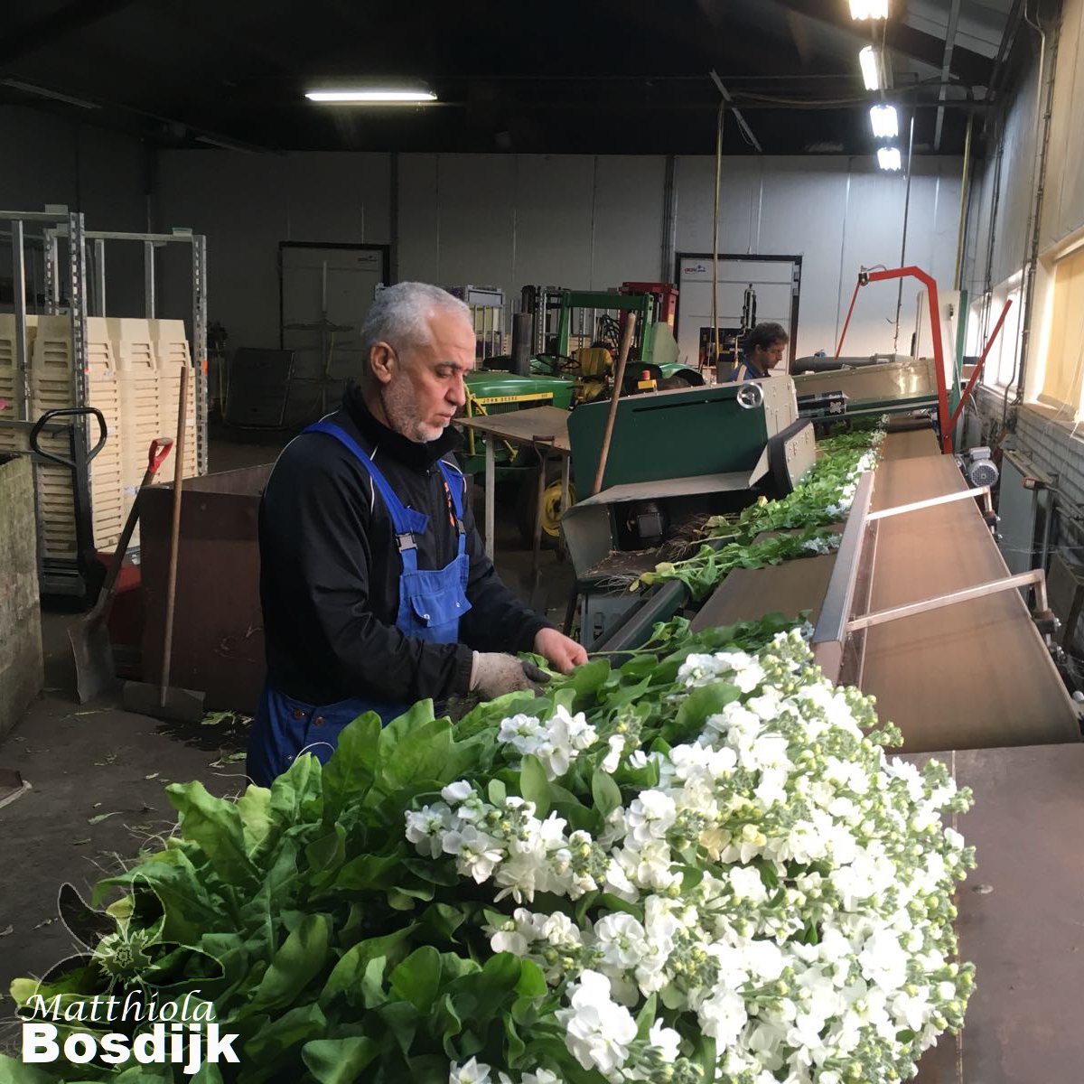 summerflowersNL's tweet photo. Met zorg gekweekt, met liefde verzorgd en met zachte hand verpakt. Zo komt de Matthiola in top kwaliteit bij de bloemist aan.
#Achterdeschermen #Matthiola #Violier https://t.co/WNIawzlsPD