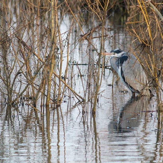 Fromanurbanlake's tweet photo. A grey Heron looking rather chilly huddled up in the cold waters and reedy edges.
#heron #greyheron #herons #coldbird #heronpose #water #reeds #waterbird #birds #birder #natgeo #britishbirds #birdwatch #birdy https://t.co/Rhexd9Di5R https://t.co/LhZLQTC1wV