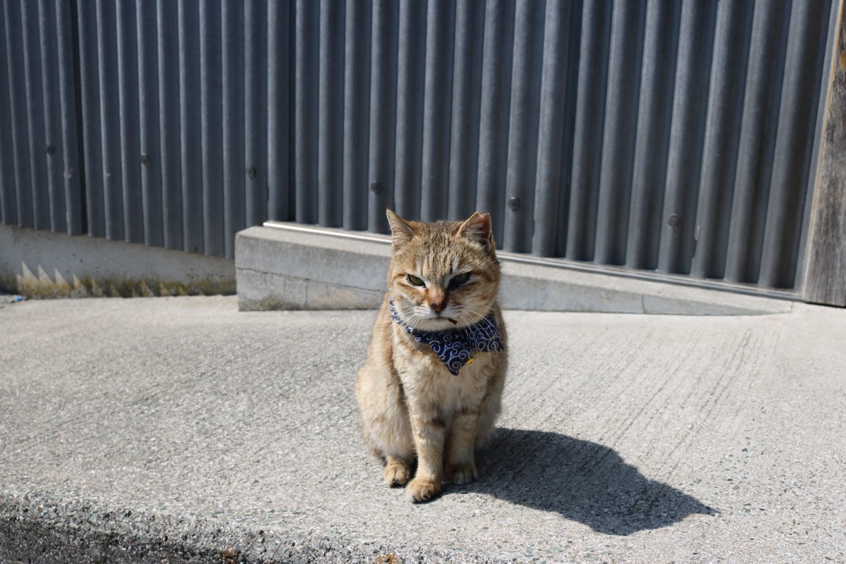 猫の島 青島 On Twitter 親子三代猫 お母さん ドキンちゃんの母親 ドキンちゃん 小麦ちゃん ドキンちゃんの娘 お母さん ２０１３年生まれ ドキンちゃん ２０１４年８月生まれ 小麦ちゃん ２０１６年５月生まれ