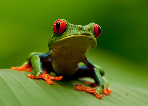 22. It is possible to hypnotize a frog by placing it on its back while gently stroking its stomach.