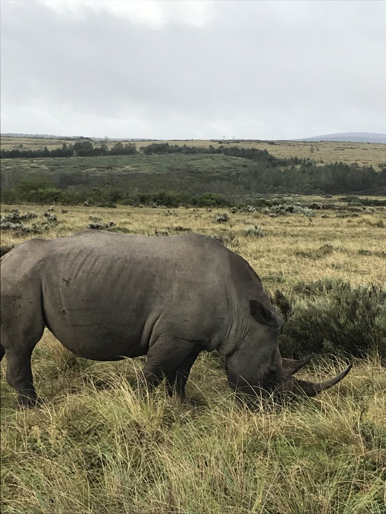 JoaSouth's tweet photo. Day 8: Amazing!!!!!! #enoughsaid #lioness #giraffe #rhino #zebra https://t.co/r5JX4V4Q75