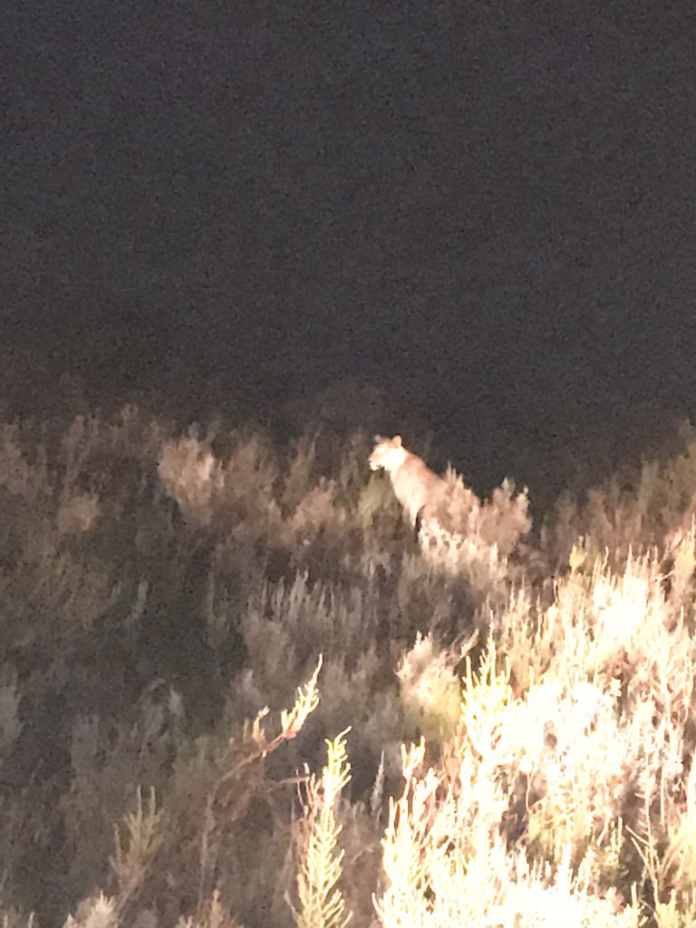 JoaSouth's tweet photo. Day 8: Amazing!!!!!! #enoughsaid #lioness #giraffe #rhino #zebra https://t.co/r5JX4V4Q75