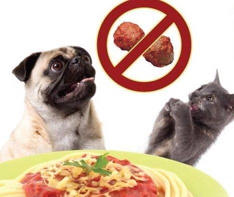 PCHSIllinois's tweet photo. Join us for our Spay-ghetti and No-ball dinner! 

When? April 21st, 4:30-7:30PM
Where? St. John's Church in DuQuoin, Illinois

This is our annual fundraiser event to help keep our fur babies fed and loved! Help us spread the word! 

Have questions? Send us a message! https://t.co/qnL3c6omvZ