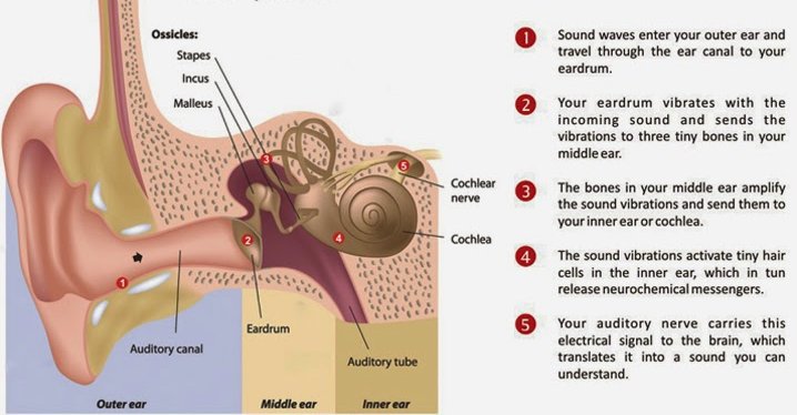 ion channels