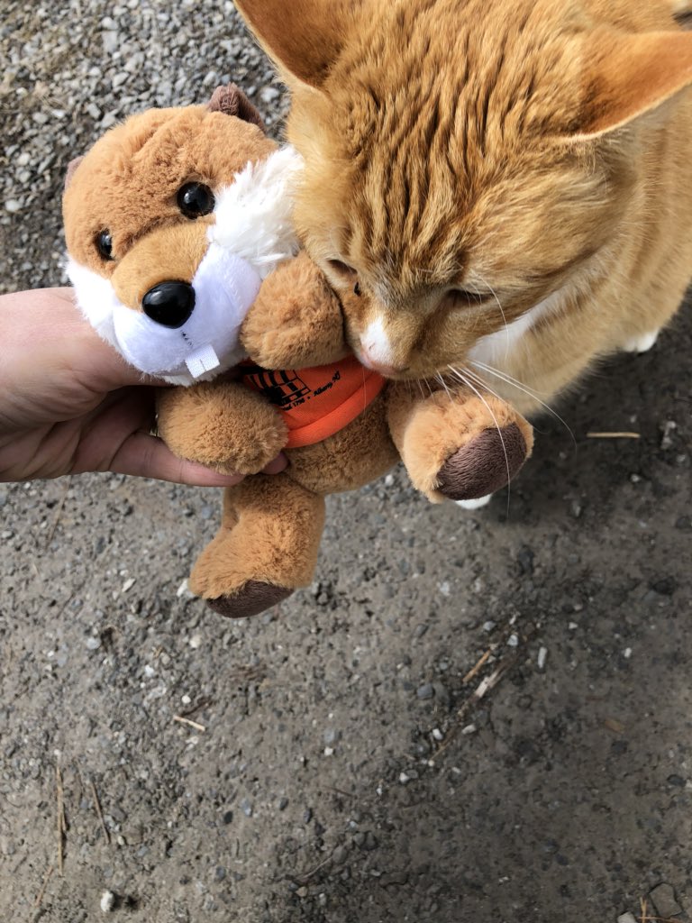 TenBroeckACHA's tweet photo. @BrahmTheBeaver made a new friend! #MANY2018 https://t.co/z7y0dATlEj