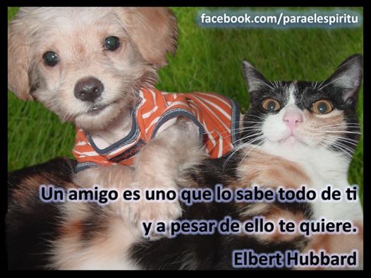 paraelespiritu's tweet photo. Un amigo es uno que lo sabe todo de ti y a pesar de ello te quiere...

Elbert Hubbard https://t.co/9gUjRk1GkQ