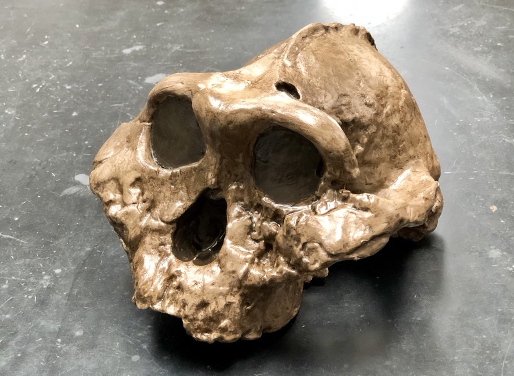 cknopick's tweet photo. Another addition to our #ATBio 3D-printed fossil collection. This is Paranthropus bosei, a ancient hominin that lived from 2.4 and 1.4 million years ago. https://t.co/CqTe0P7Umz
