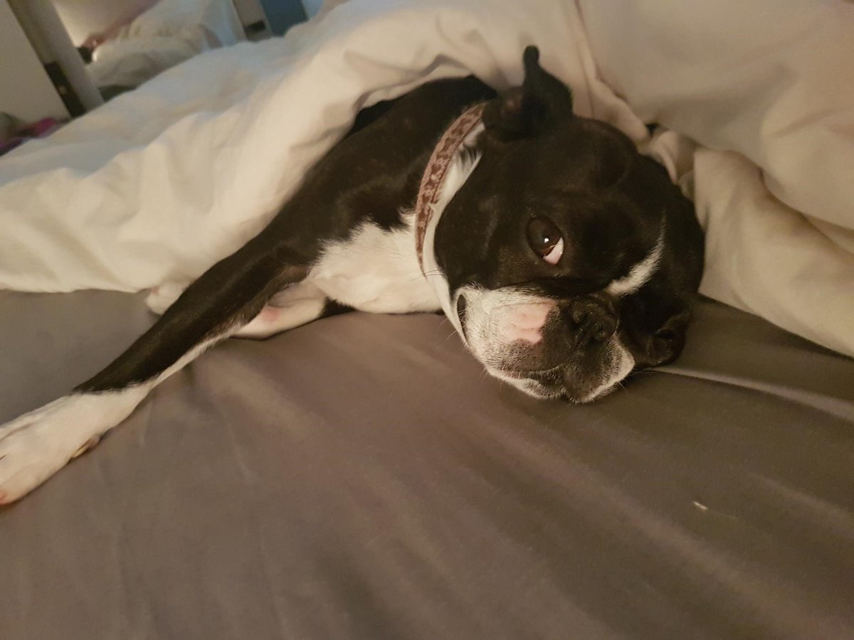 THEMedicalUK's tweet photo. Meet The Medical's pets! #HappyNationalPetMonth #pets #lovethem https://t.co/L5IU5VtDtF