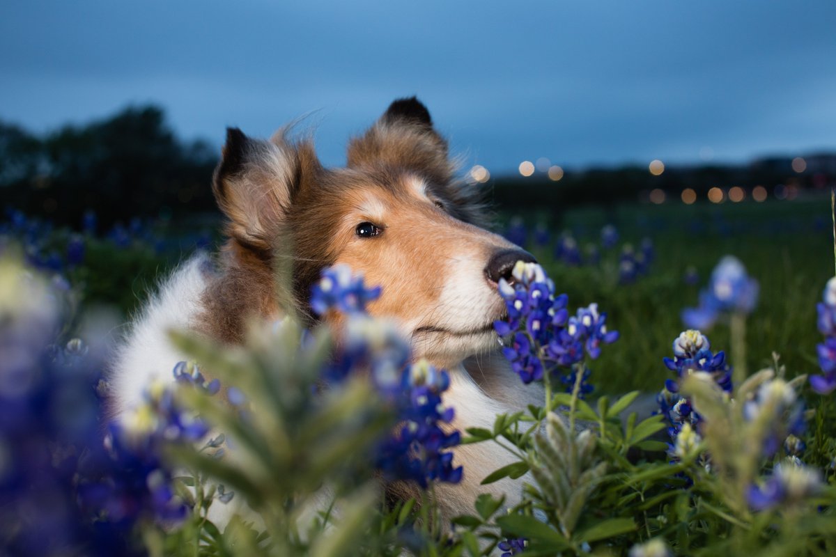 reveille's tweet photo. Always remember to stop and smell the bluebonnets!!! 😁🐾 https://t.co/e6idPbRjv5