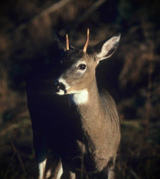DeerGear's tweet photo. If you                 then you
don't love          don't deserve
me at my           me at my https://t.co/IvRHwZUU20