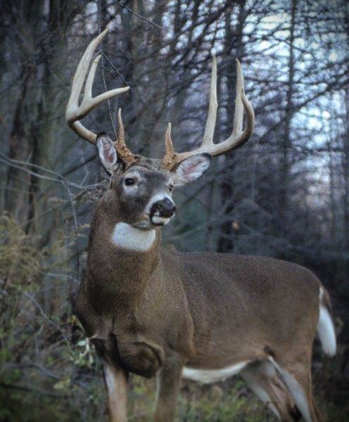 DeerGear's tweet photo. If you                 then you
don't love          don't deserve
me at my           me at my https://t.co/IvRHwZUU20