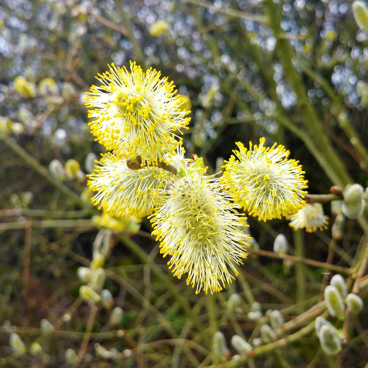 Astad_EU's tweet photo. Katjes in de houtwal bij Gennep. #spring #voorjaar #bloessem #katjes #natuur #wandelen #macrofoto #macrophotography @IVNBrabant @IVNNederland https://t.co/6LOAb4KVwL